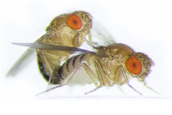 Moscas Drosophila